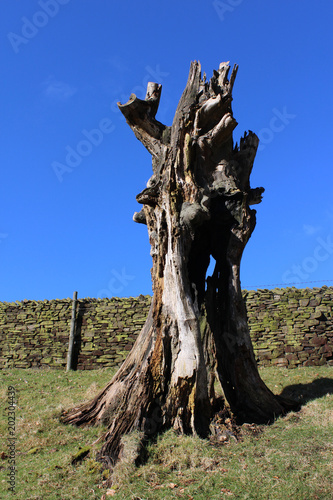 Interesting contorted dead tree stump  against a background of blue sky  in a rural setting.