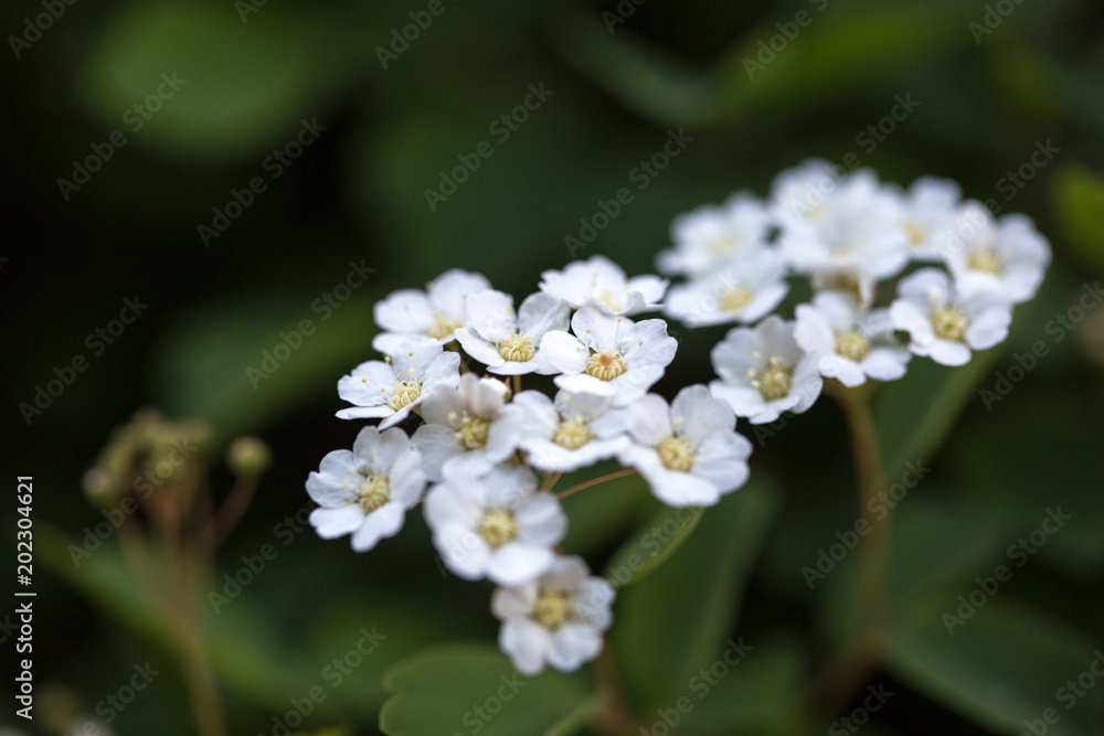 tiny white flowers with dark background tiny white flowers with dark background