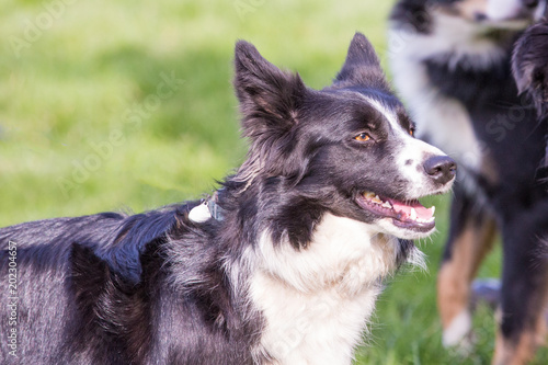 Portrait of a border collie dog outdoors in Belgium