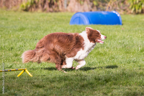 Portrait of a border collie dog outdoors in Belgium