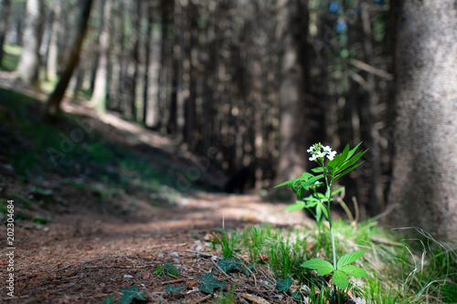White flower in a trekking path in the woods