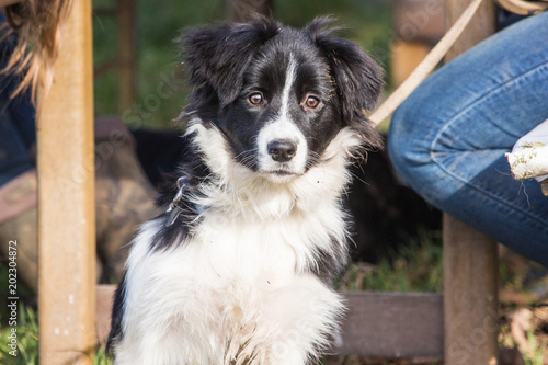 Portrait of a border collie dog outdoors in Belgium