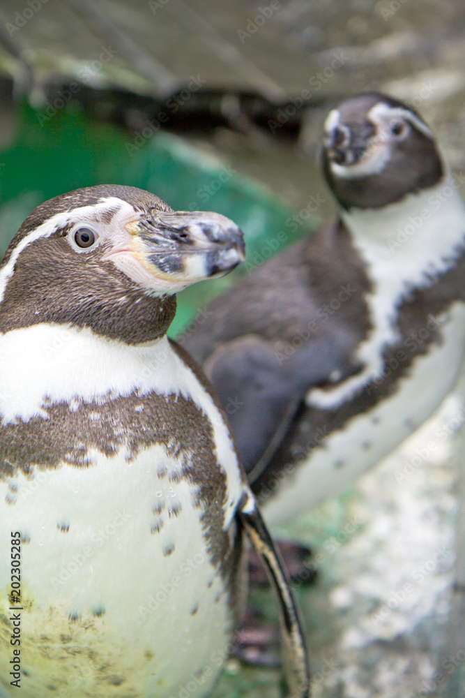 Naklejka premium penguins in the zoo