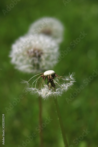 Fototapeta Naklejka Na Ścianę i Meble -  Glowing sunny spring day, Wind Blowing Dandelion seeds