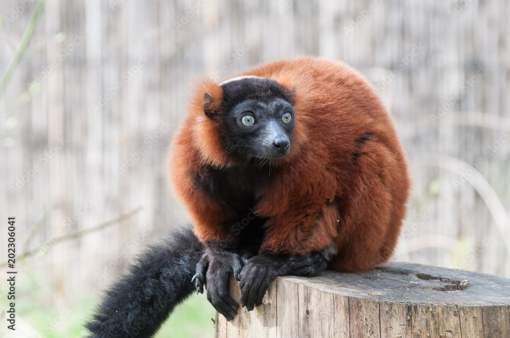 Roter Vari (Varecia rubra) Stock Photo | Adobe Stock