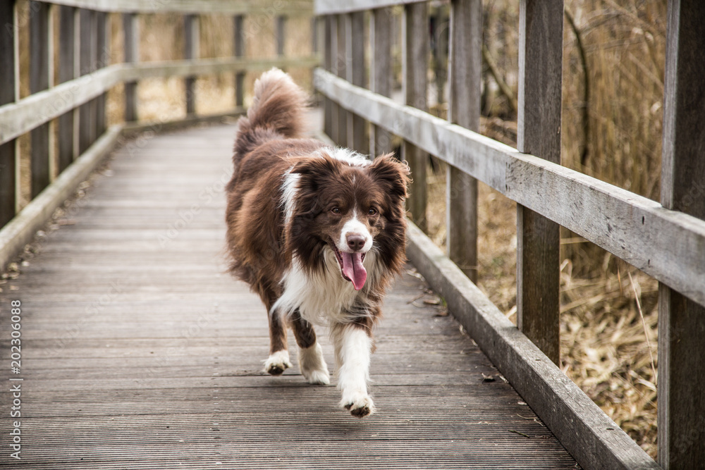 Portrait of a border collie dog outdoors in Belgium Portrait of a border collie dog outdoors in Belgium