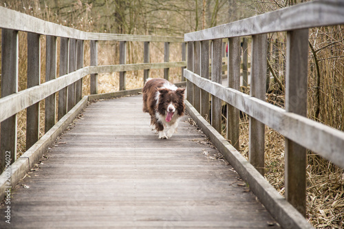 Portrait of a border collie dog outdoors in Belgium