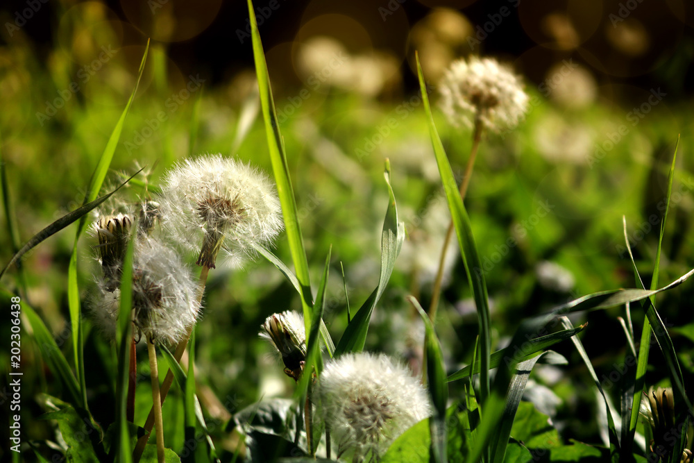 Fototapeta premium Glowing sunny spring day, Wind Blowing Dandelion seeds
