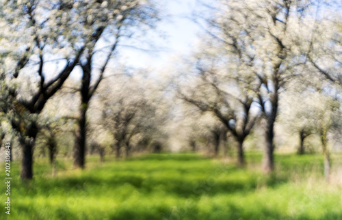 Cherry orchard in spring. Out of focus