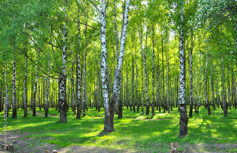 birch grove with green leaves in the spring in the sun. early may birch grove with green leaves in the spring in the sun. early may