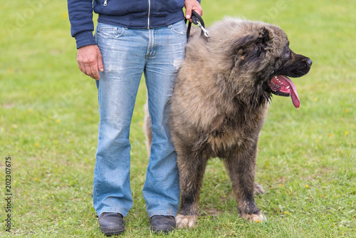 Caucasian Shepherd dog with owner © SasaStock