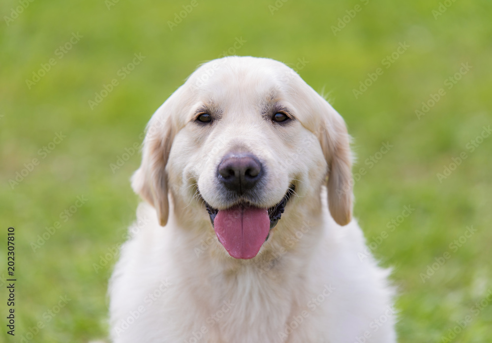 Photo of a Golden retriever dog