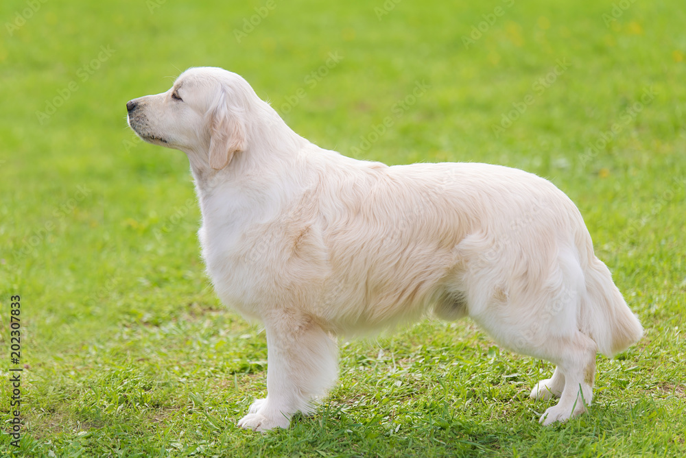 Photo of a Golden retriever dog Photo of a Golden retriever dog