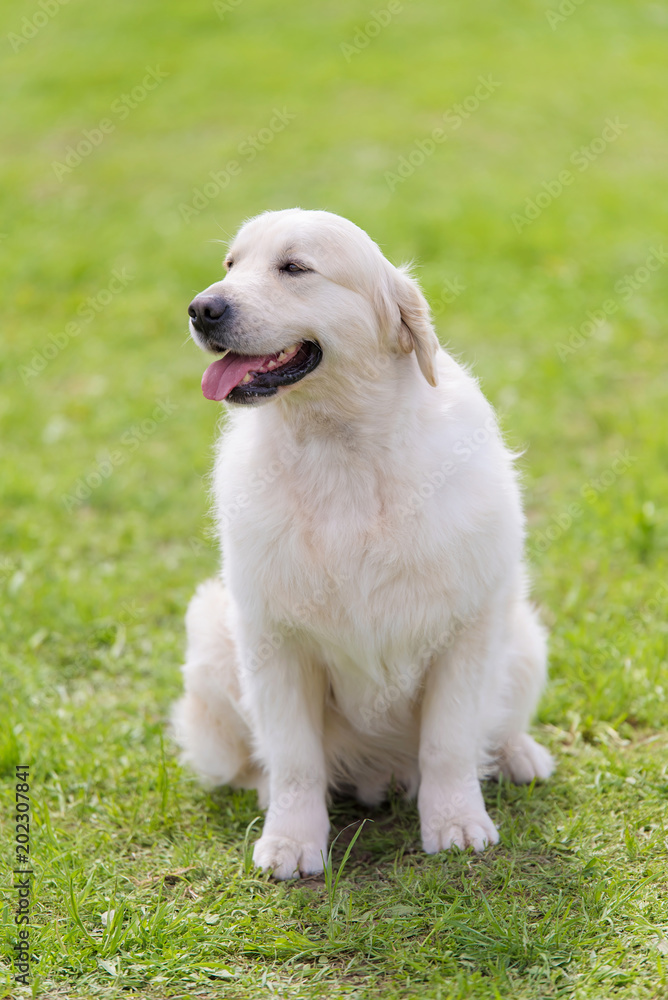 Photo of a Golden retriever dog Photo of a Golden retriever dog