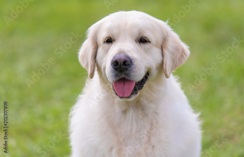 Photo of a Golden retriever dog © SasaStock