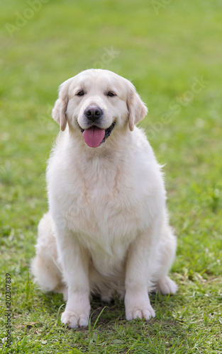 Photo of a Golden retriever dog