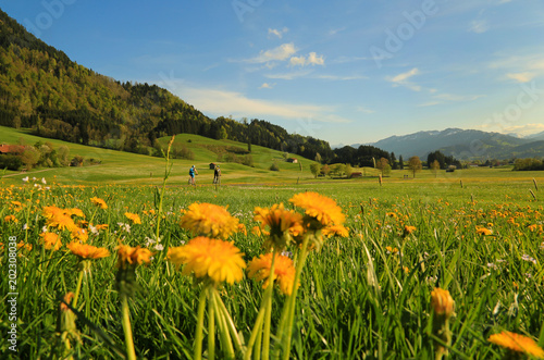 Allgäu - Frühling - Frühjahr - Löwenzahn - Bike - Rad - aktiv - Sport