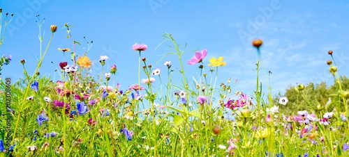 Blumenwiese - Hintergrund Panorama -  Wildblumen Wiese