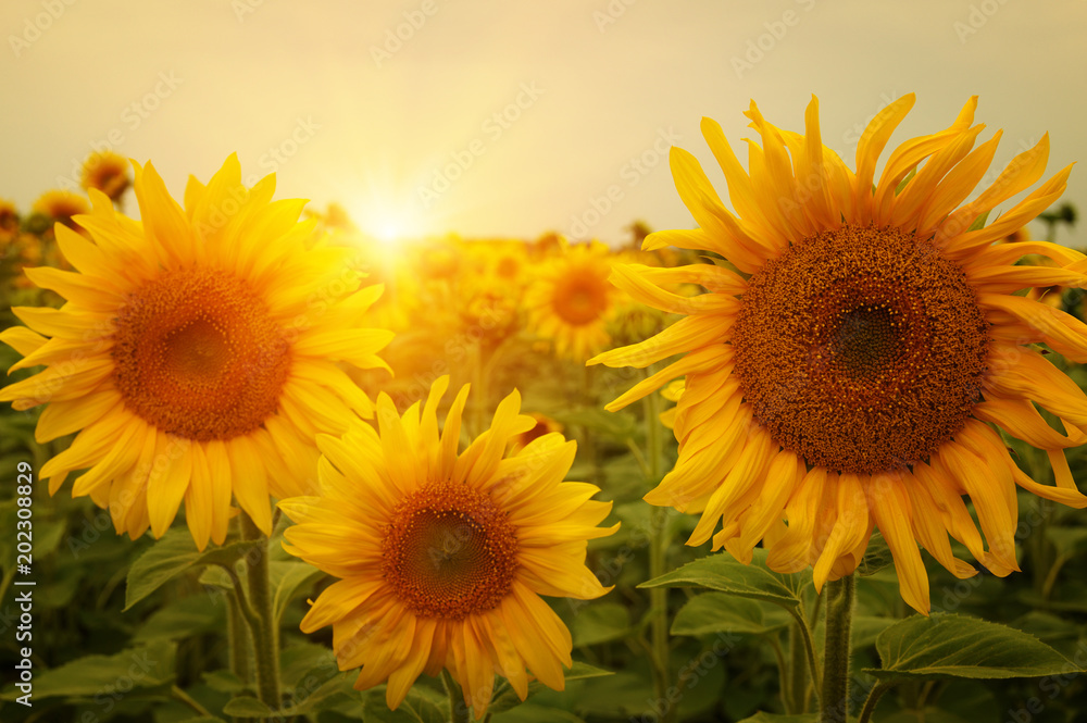 Obraz premium sunflowers and sun