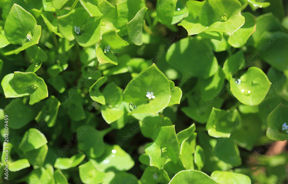 Portulak, Portulaca oleracea, auch Gemüse-Portulak oder Sommerportulak, als Gemüse oder Gewürz verwendet Portulak, Portulaca oleracea, auch Gemüse-Portulak oder Sommerportulak, als Gemüse oder Gewürz verwendet