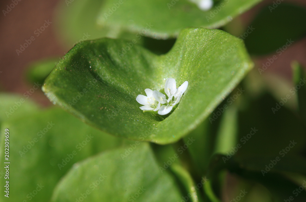 Portulak, Portulaca oleracea, auch Gemüse-Portulak oder Sommerportulak, als Gemüse oder Gewürz verwendet Portulak, Portulaca oleracea, auch Gemüse-Portulak oder Sommerportulak, als Gemüse oder Gewürz verwendet