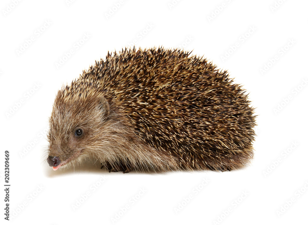 Hedgehog isolated on white Hedgehog isolated on white