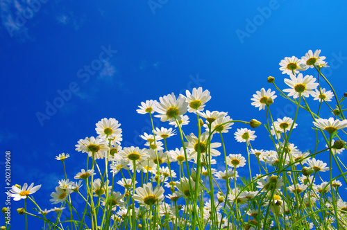 Field of daisies