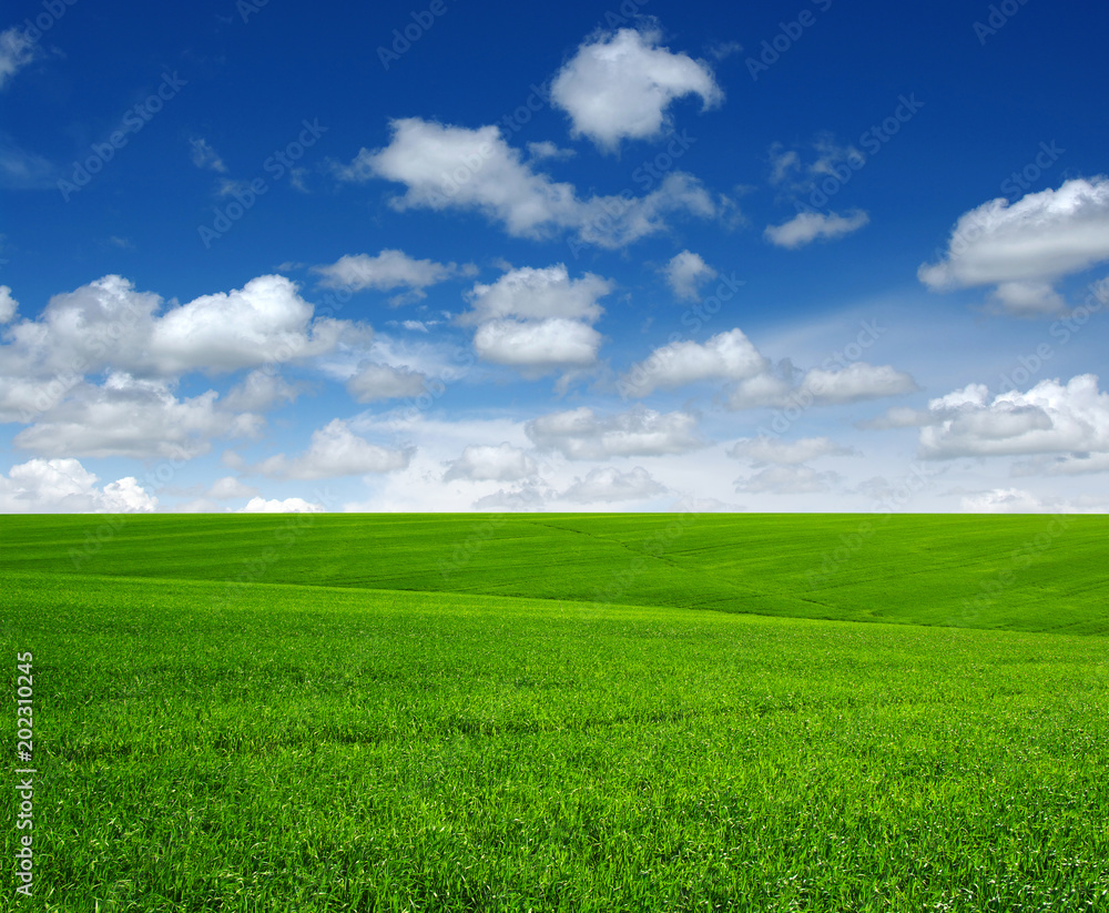 Green grass field Green grass field