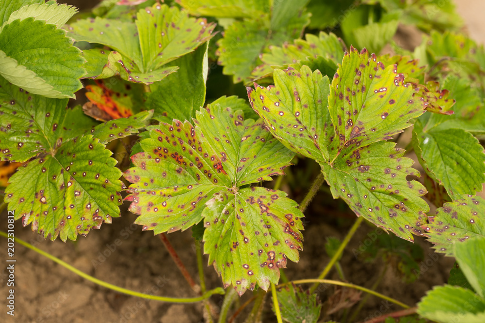 Strawberry Disease. Leaf Of Strawberry With Disease White Spotting Close Up. Fight Diseases. Strawberry Disease. Leaf Of Strawberry With Disease White Spotting Close Up. Fight Diseases.