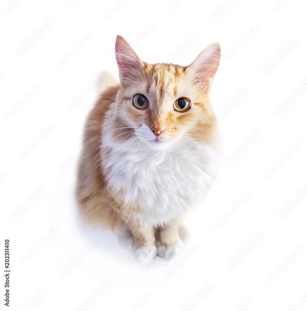 Red cat on white background background