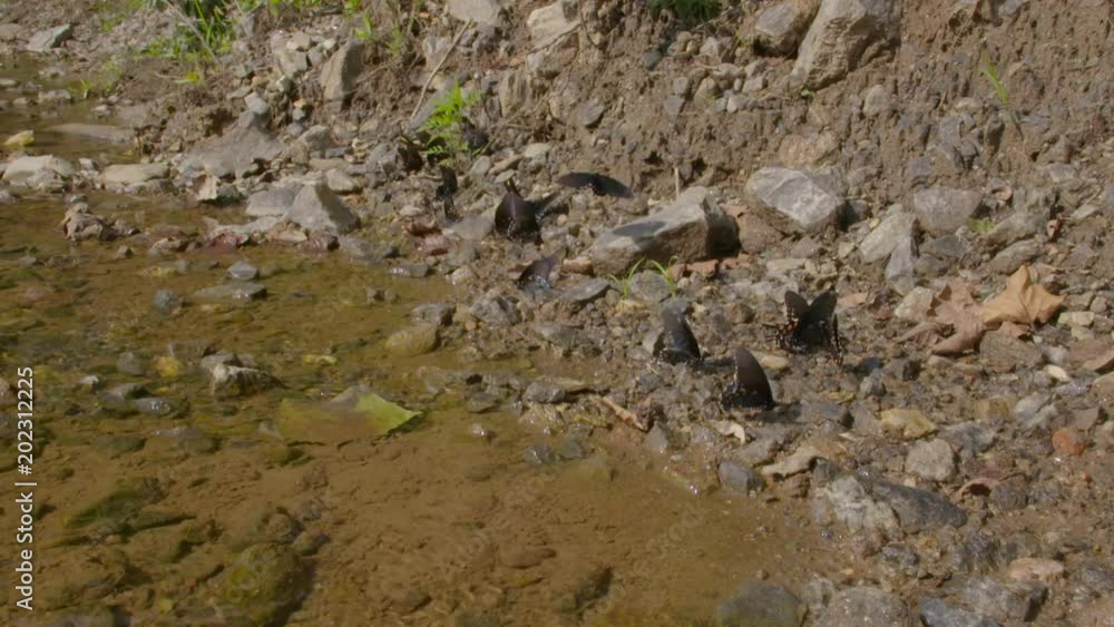 a butterfly puddle party a butterfly puddle party