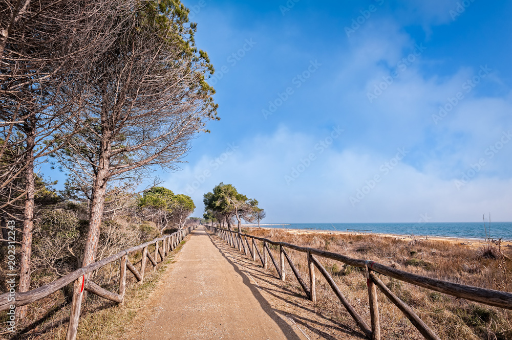 Marine landscape with tree and trail. Cycle and pedestrian path. Bibione Italy