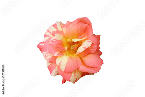 top view sweet pink rose isolated on white background