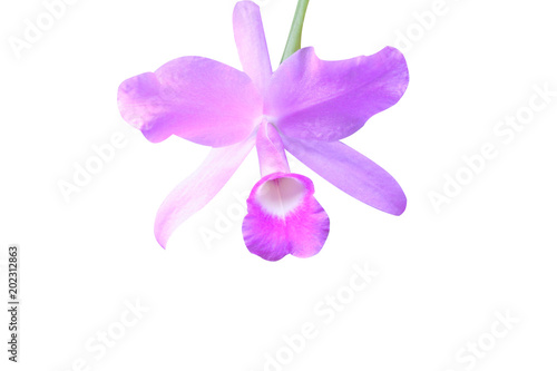 Flower purple dendrobium orchid isolated on white background