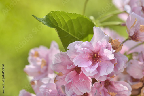 close on pink flowers of cherry tree in spring on green background 