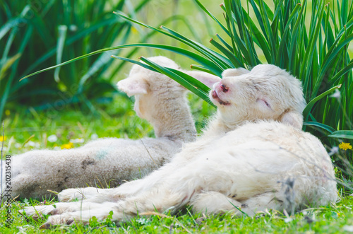 Funny cute little lamb resting in a meadow