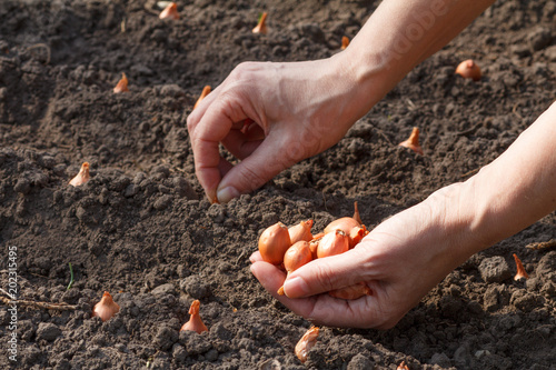 Close up hands of female gardener is planting onion in the garden