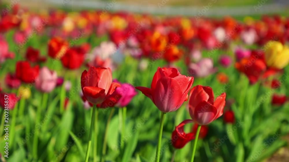 Detail of red tulips on a field waving in the wind Detail of red tulips on a field waving in the wind