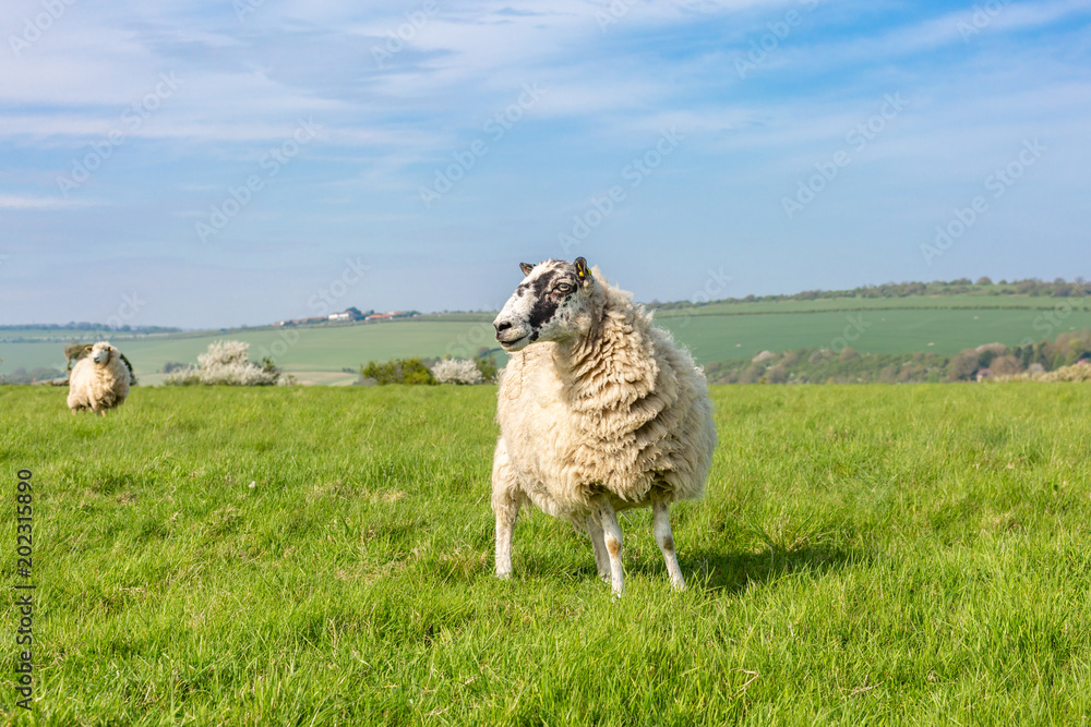 Fototapeta premium Sheep in the Sussex Countryside