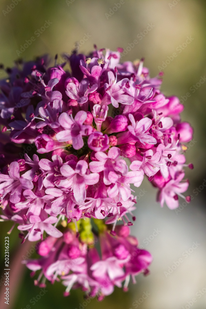 Wildflower in close up Wildflower in close up
