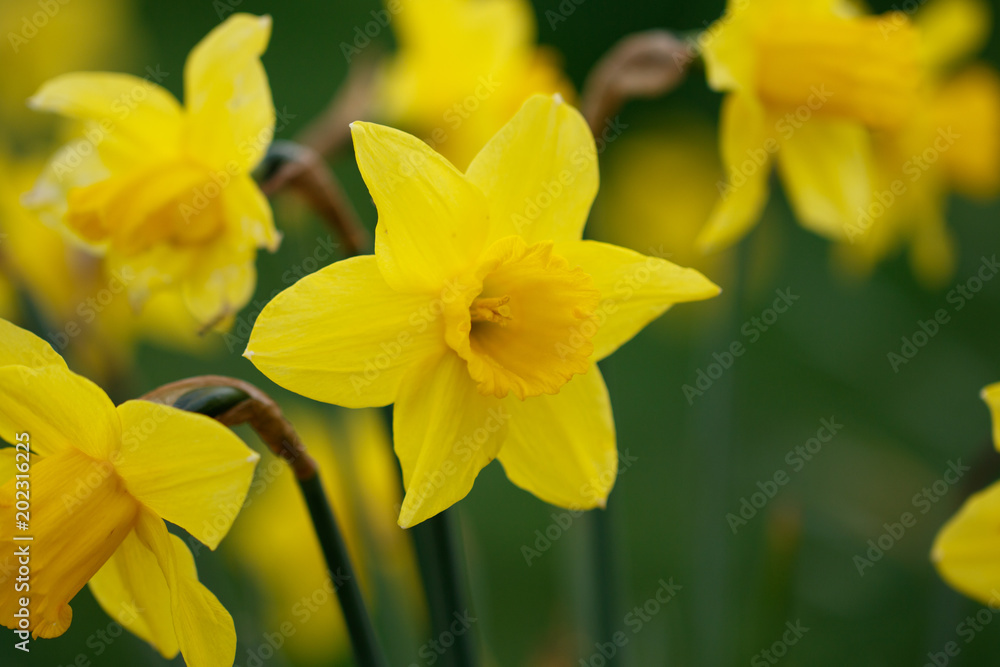 Daffodils in Spring Sunshine