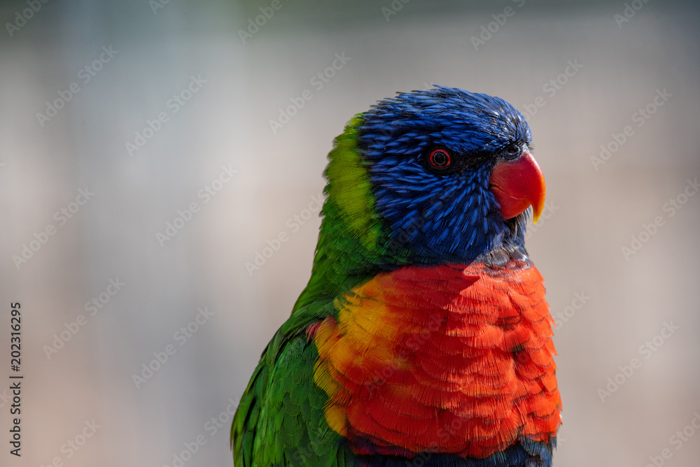Close up of Multicolored Rainbow Lorikeet parrot Trichoglossus haematodus. This is a species of birds that is native to Australia