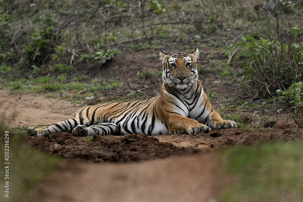 Royal Bengal tiger male, Kabini, India.
...Photo by:Jan Fleischmann..info@janwildlifephoto.com..+46 70 590 17 74 Royal Bengal tiger male, Kabini, India.
...Photo by:Jan Fleischmann..info@janwildlifephoto.com..+46 70 590 17 74