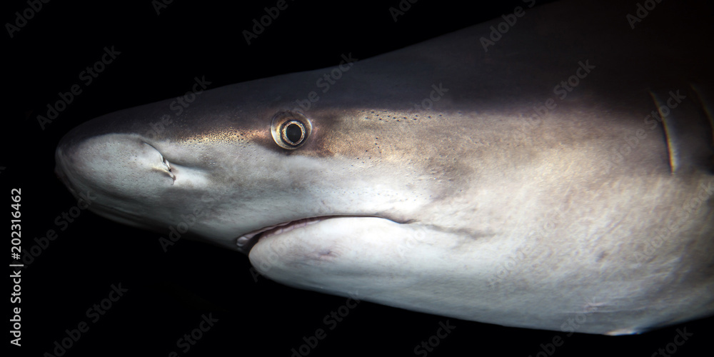 Naklejka premium Sandbar shark, Carcharhinus plumbeus, on a dark background
