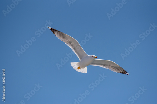 Yellow-legged gull  larus michahellis  in flight on blue sky