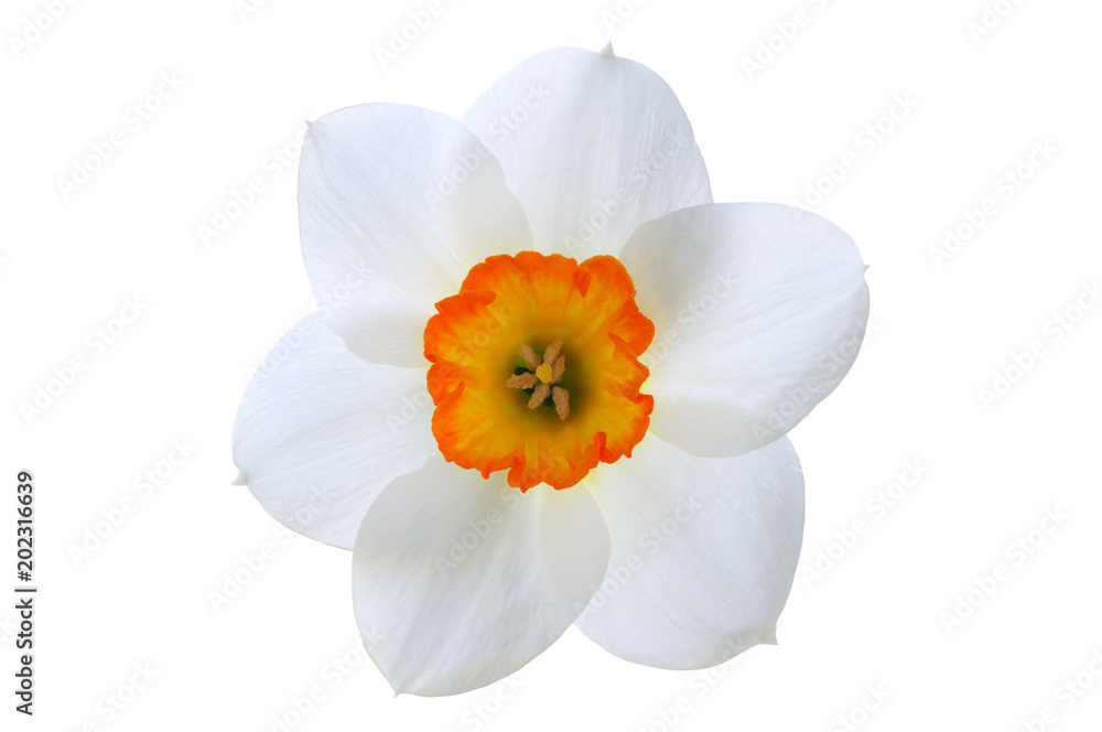 Close-up white daffodil flower with orange center isolated on white background Close-up white daffodil flower with orange center isolated on white background