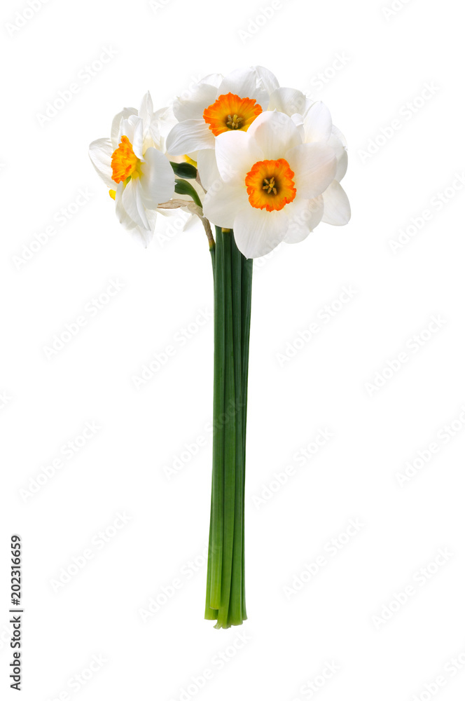 Beautiful daffodils bouquet isolated on white background Beautiful daffodils bouquet isolated on white background