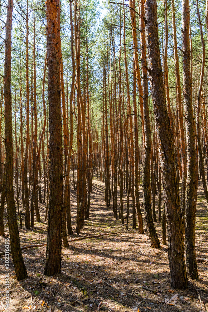 Rows of the tall pine trees in a forest on spring Rows of the tall pine trees in a forest on spring