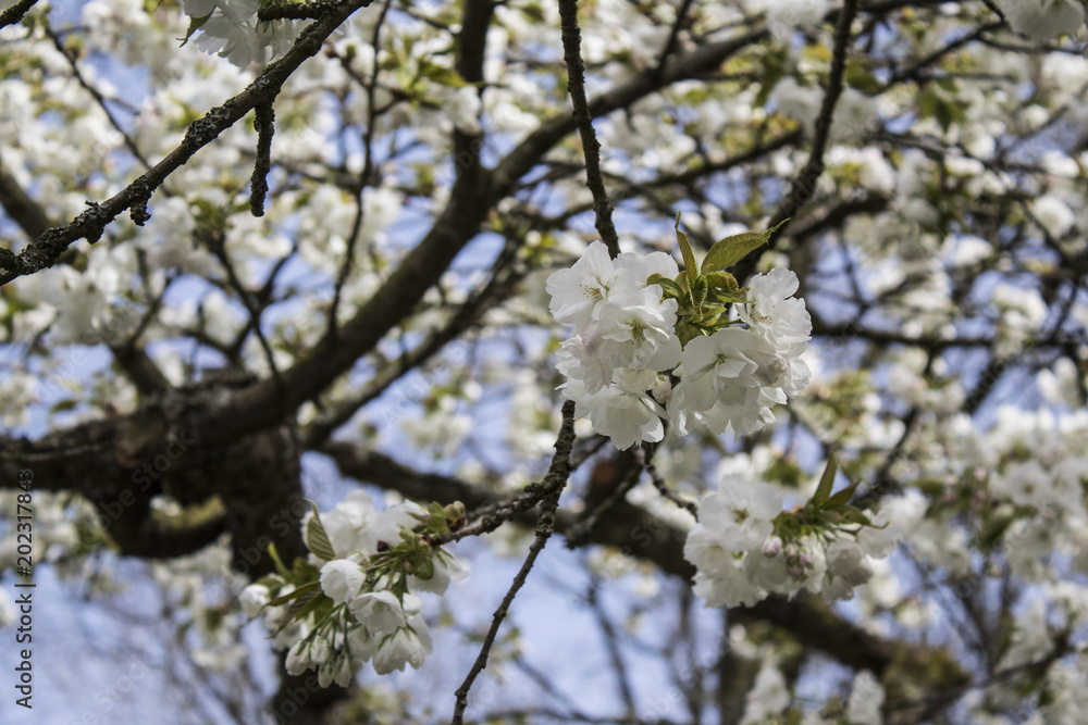 fresh flowers on tree. spring fruit tree fresh flowers on tree. spring fruit tree
