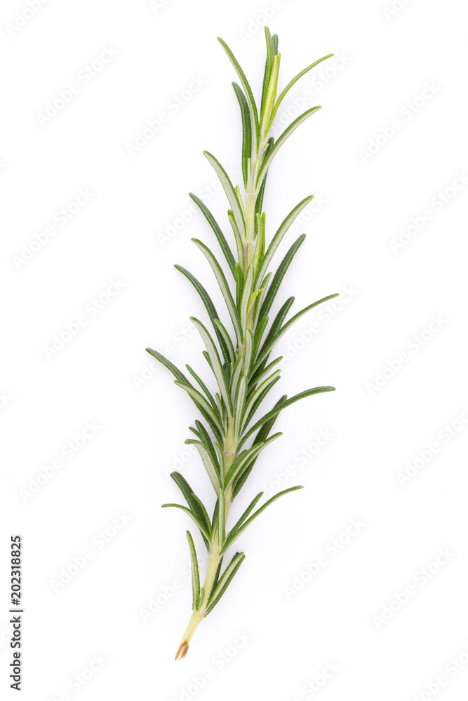 Obraz premium Rosemary spice on the white background.